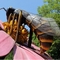 Schiuma ad alta densità della statua dell'ape gigante Animatronic su misura di forma