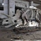 Grande scheletro di dinosauro all'aperto, scheletro di modello di dinosauro Sunproof